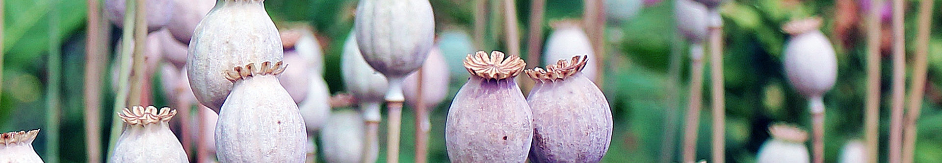 lean hip hop opiate epidemic